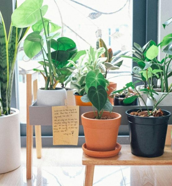 12 Melhores Plantas para Apartamento Melhores plantas para cultivar dentro de apartamentos