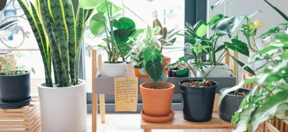 12 Melhores Plantas para Apartamento Melhores plantas para cultivar dentro de apartamentos