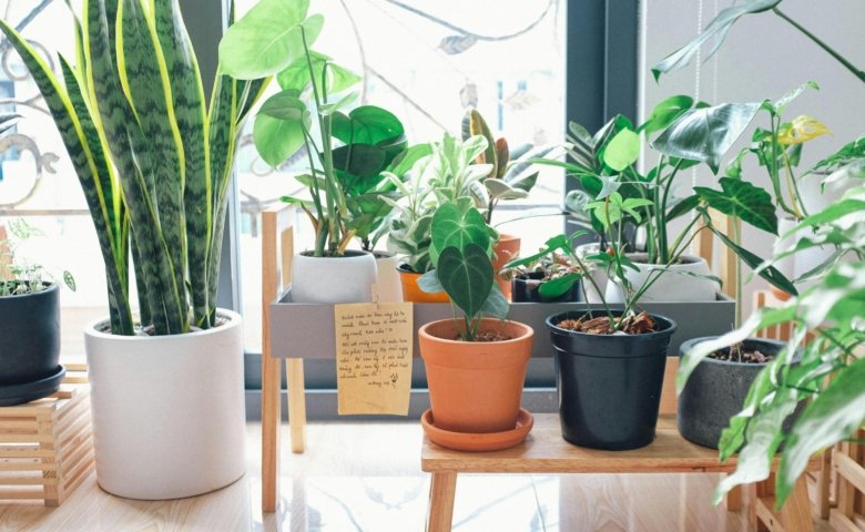 12 Melhores Plantas para Apartamento Melhores plantas para cultivar dentro de apartamentos